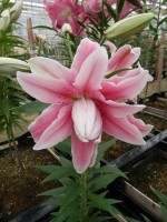 [4220 Bellonica No02.JPG]